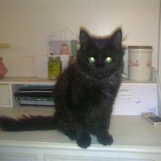 Blanding af racer Konrad