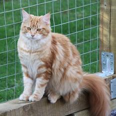 Maine Coon Gabby *Flyttet*