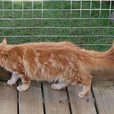 Maine Coon Gabby *Flyttet*