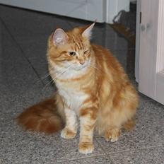 Maine Coon Gabby *Flyttet*