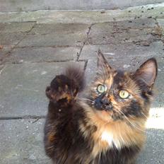 Blanding af racer MOLLY....R.I.P