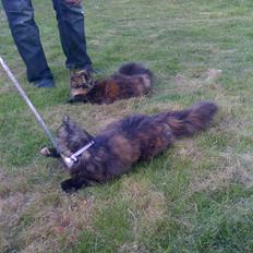 Blanding af racer MOLLY....R.I.P