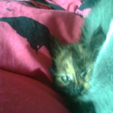 Blanding af racer MOLLY....R.I.P