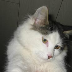 Blanding af racer Grimme