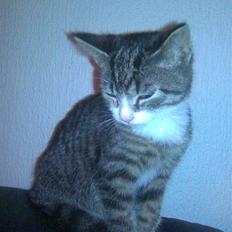 Blanding af racer Simba