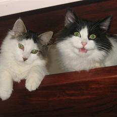 Blanding af racer Grimme