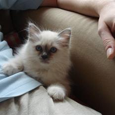 Hellig Birma Cathbrys Amanda