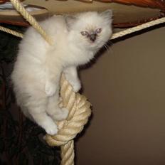 Hellig Birma Cathbrys Amanda