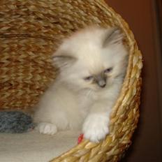 Hellig Birma Cathbrys Amanda