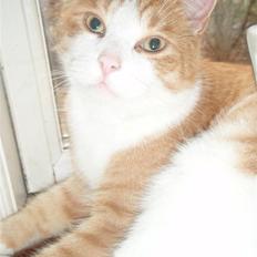 Huskat Peter, Hvil i fred :o( 