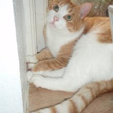 Huskat Peter, Hvil i fred :o( 