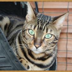 Bengal Tattoo Of Golden Haze