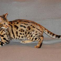 Bengal Tattoo Of Golden Haze