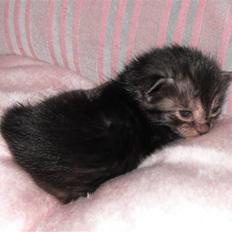 Egyptian Mau DK*Amenhoteps Nefertari