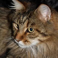 Maine Coon Kumari af Ly DK