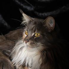 Maine Coon Dream Eagles DK Himalaya