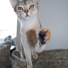 Abyssinier Silver Kama af Freden 