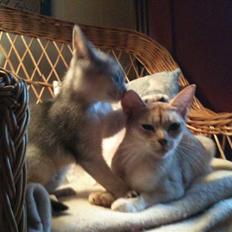 Abyssinier Silver Kama af Freden 