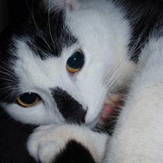 Huskat Plet * død i 2010 *