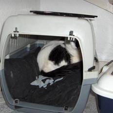 Huskat Plet * død i 2010 *