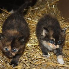 Blanding af racer Molly 