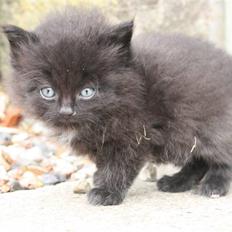 Blanding af racer Panter 