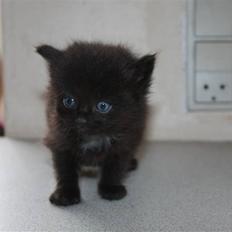 Blanding af racer Panter 