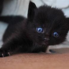 Blanding af racer Panter 