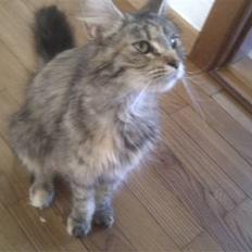 Maine Coon Lulu