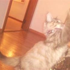 Maine Coon Lulu
