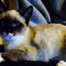 Blanding af racer Bitten-Nonsens