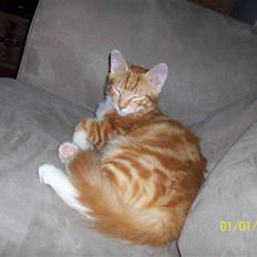 Blanding af racer Alfred