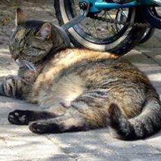 Huskat Trille (død)