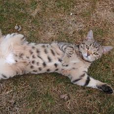 Blanding af racer Isis