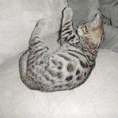 Blanding af racer Isis