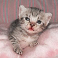 Egyptian Mau Amenhotep´s Nerfetiti