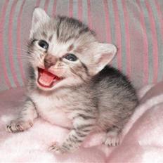 Egyptian Mau Amenhotep´s Nerfetiti