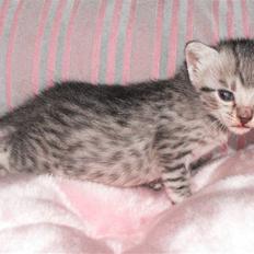 Egyptian Mau Amenhotep´s Nerfetiti