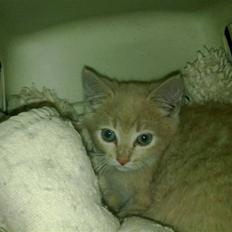 Blanding af racer Bella