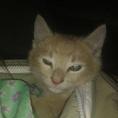 Blanding af racer Bella