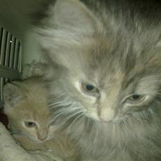 Blanding af racer Bella