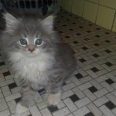 Blanding af racer Fie