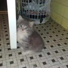 Blanding af racer Fie