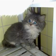 Blanding af racer Fie