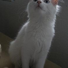 Maine Coon Sapphira *RIP*