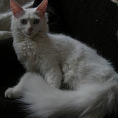 Maine Coon Sapphira *RIP*