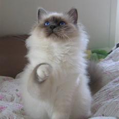 Hellig Birma Sir & Lady´s Lady Fanny