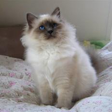 Hellig Birma Sir & Lady´s Lady Fanny