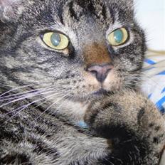 Huskat Oliver (Maria's kat)