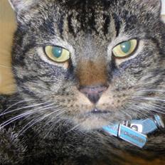 Huskat Oliver (Maria's kat)